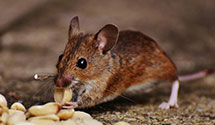 24 Hour & Emergency Exterminators in Wauwatosa, WI